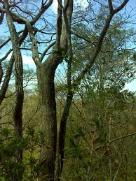 cocobolo-tree.jpg cocobolo-tree.jpg
