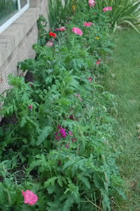 flowerpatch_000.jpg