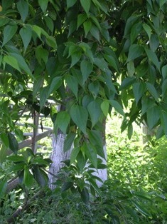 fustic-tree.jpg