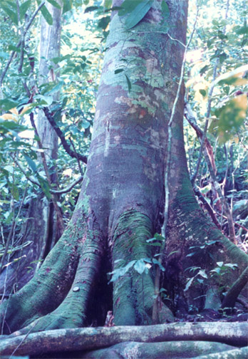 guapinol-trunk.jpg