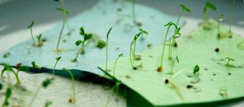 paper_that_grows.jpg
