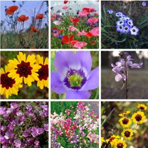 wildflower_collage_med.jpg